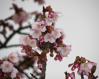 熱海桜　170108-1.JPG
