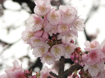 熱海桜　170108-2.JPG